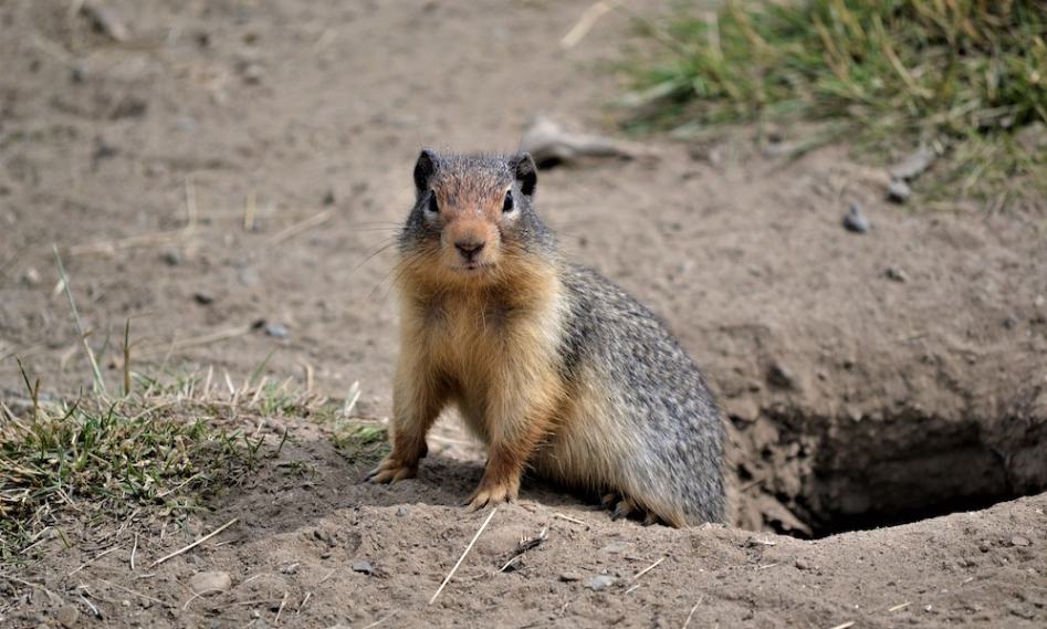 jpeg-optimizer_groundhogpic